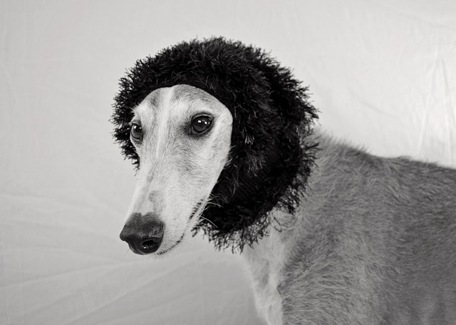 Greyhound